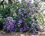 Purple Brunfelsia Pauciflora Flower Seeds for Planting – Heirloom, Non-GMO, Rare Blooms Dhara Seeds