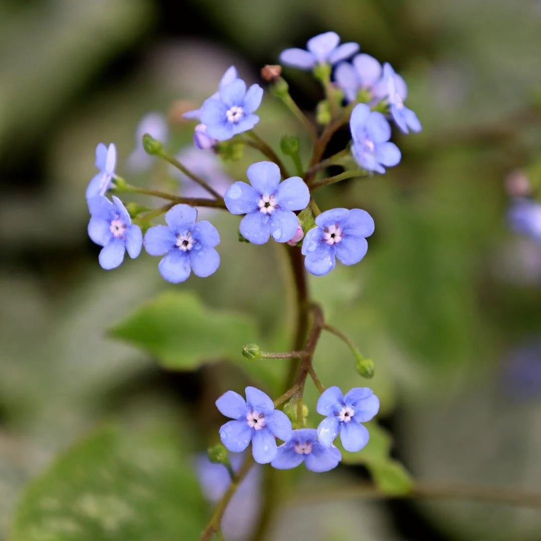 Brunnera Jack Frost