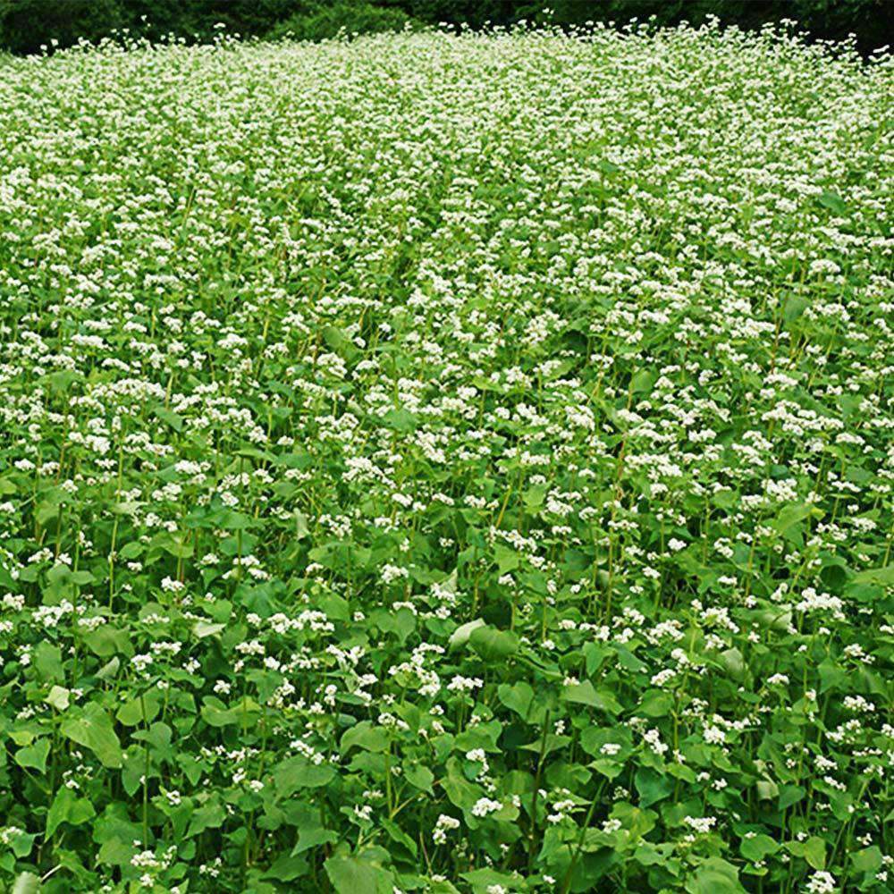Buckwheat Seeds – Heirloom, Non-GMO, Fast Growing Cover Crop