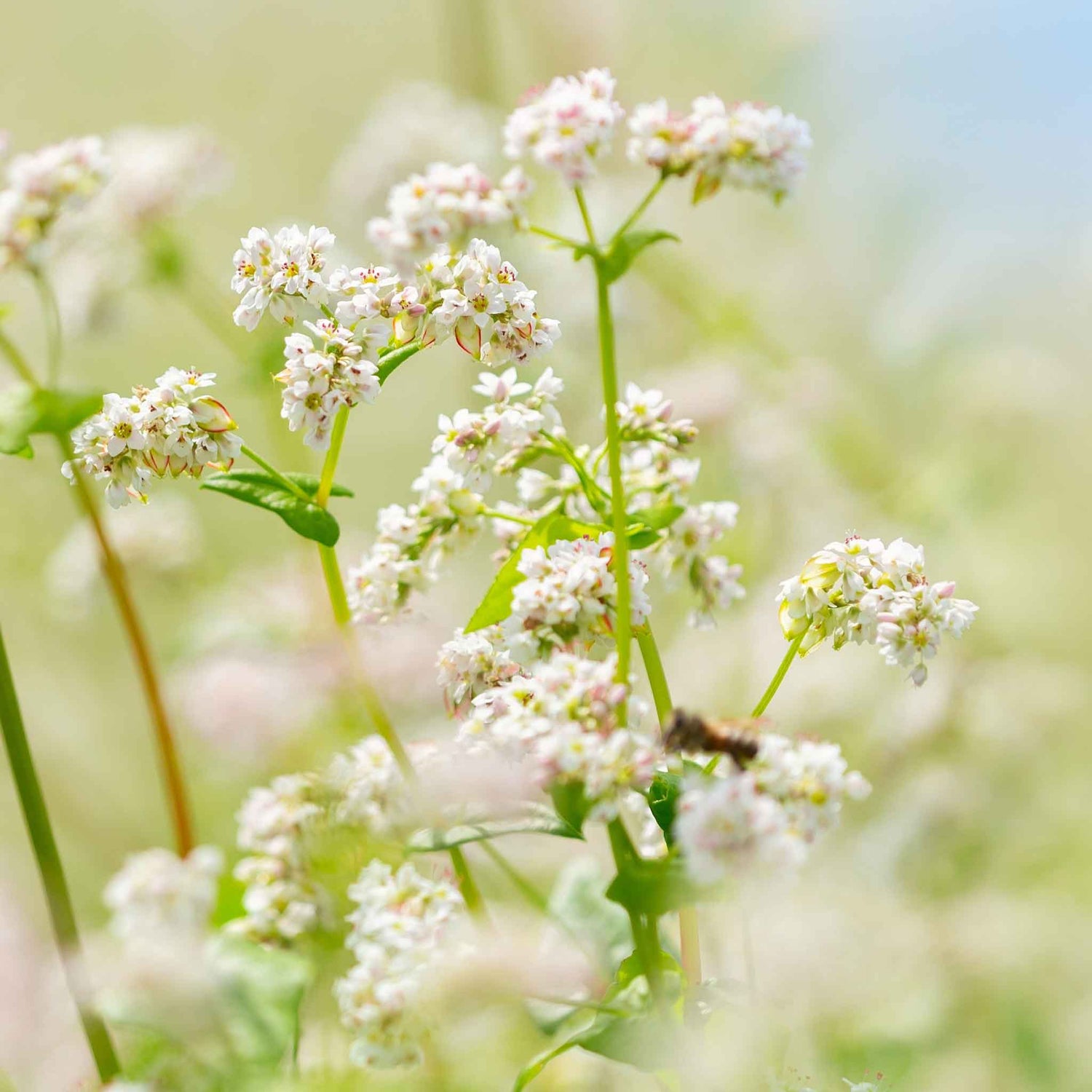 Buckwheat Seeds