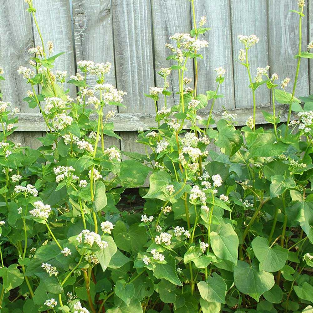 Organic Buckwheat Seeds