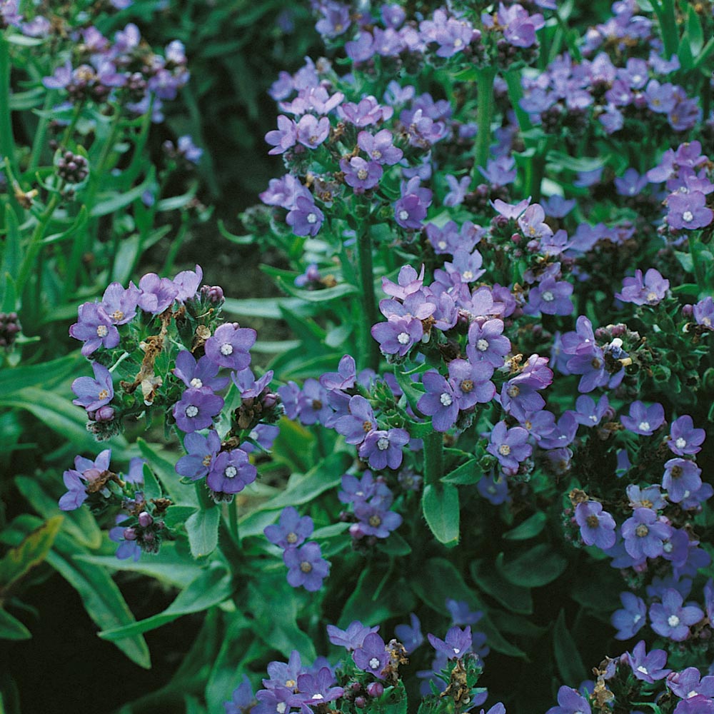 Bugloss Pollinator-Friendly Wildflower Seeds