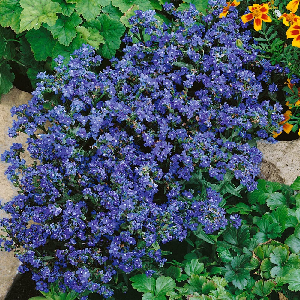 Bugloss Pollinator-Friendly Wildflower Seeds