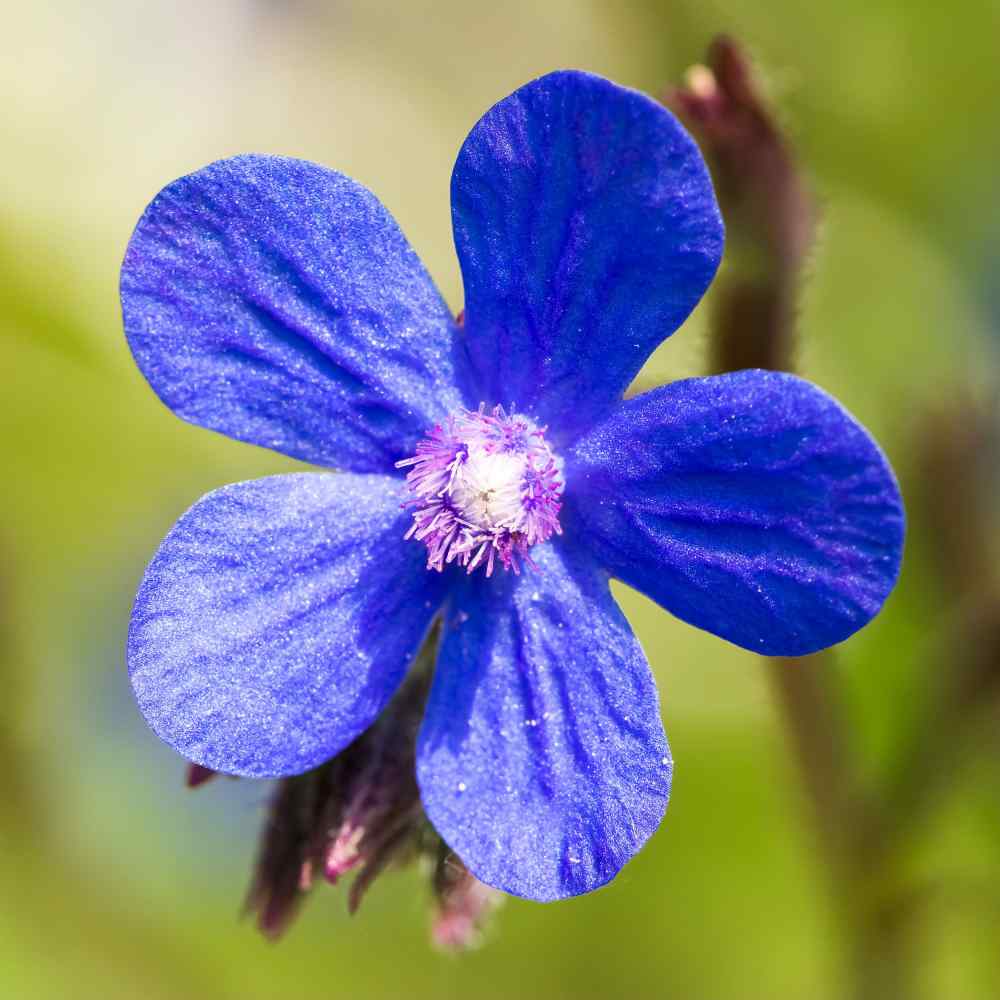 Bugloss Pollinator-Friendly Wildflower Seeds