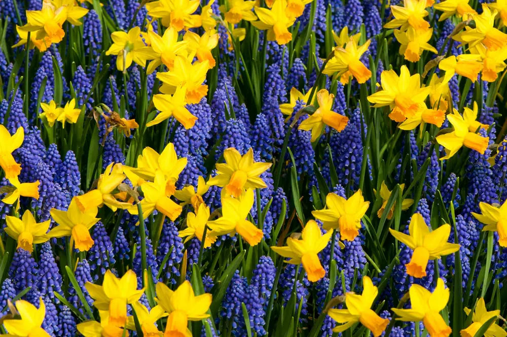 Daffodil Bulbs - Jetfire Daffodil & Grape Hyacinth Mix