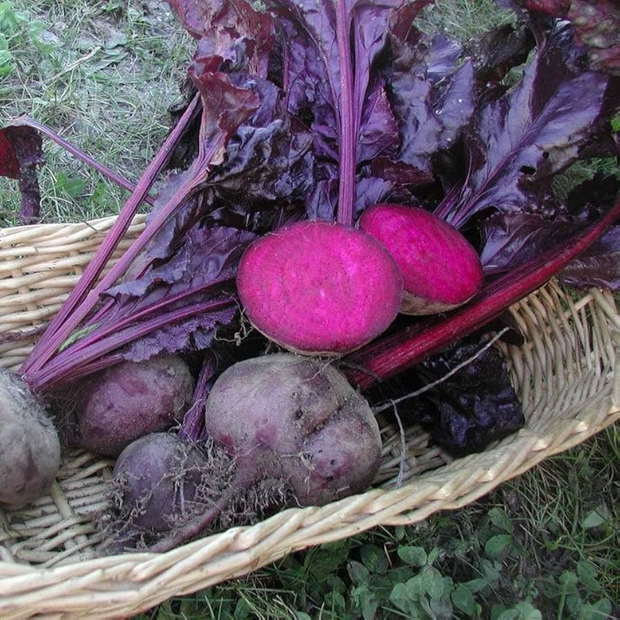 Bulls Blood beet seeds – dark red leaves and sweet, earthy roots - Dharaseeds