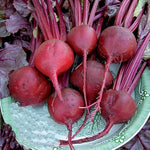 Bulls Blood beet seeds – dark red leaves and sweet, earthy roots - Dharaseeds