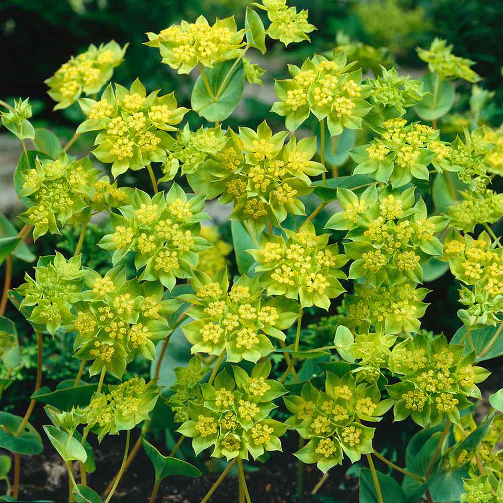 Bupleurum Greenery Filler Plant Seeds