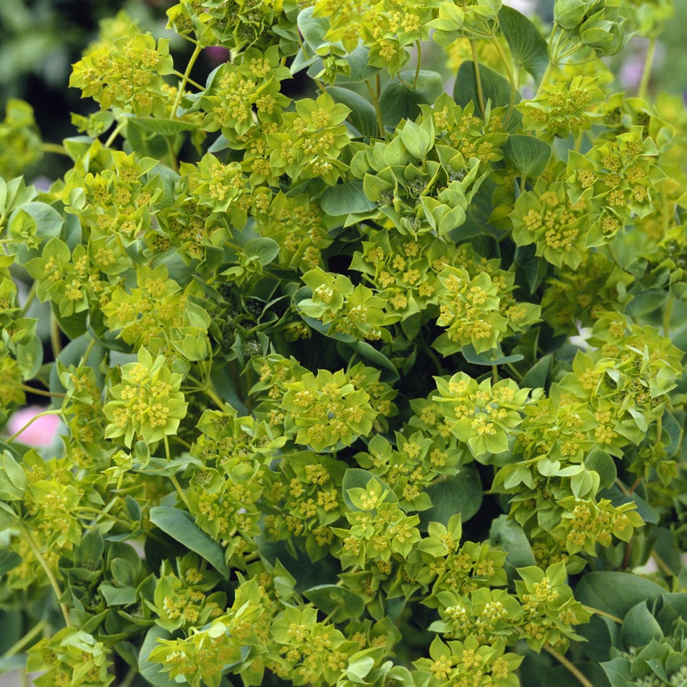 Bupleurum Greenery Filler Plant Seeds