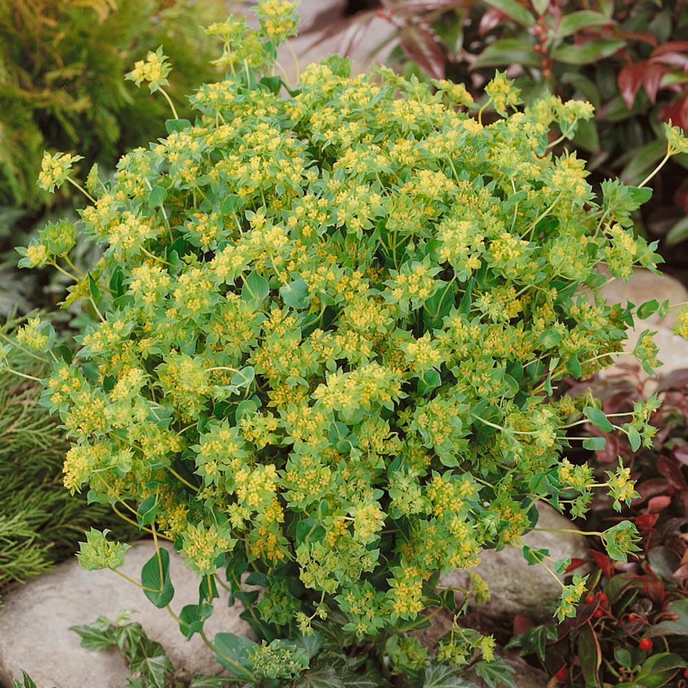 Bupleurum Greenery Filler Plant Seeds