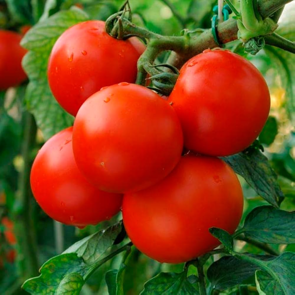 Burbank Red Slicing tomato seeds Lycopersicon lycopersicum heirloom variety - Dharaseeds