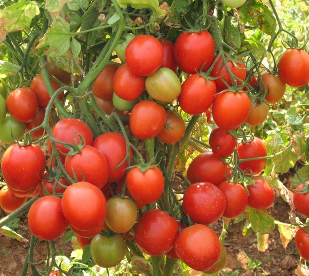 Burbank Red Slicing tomato seeds Lycopersicon lycopersicum heirloom variety - Dharaseeds