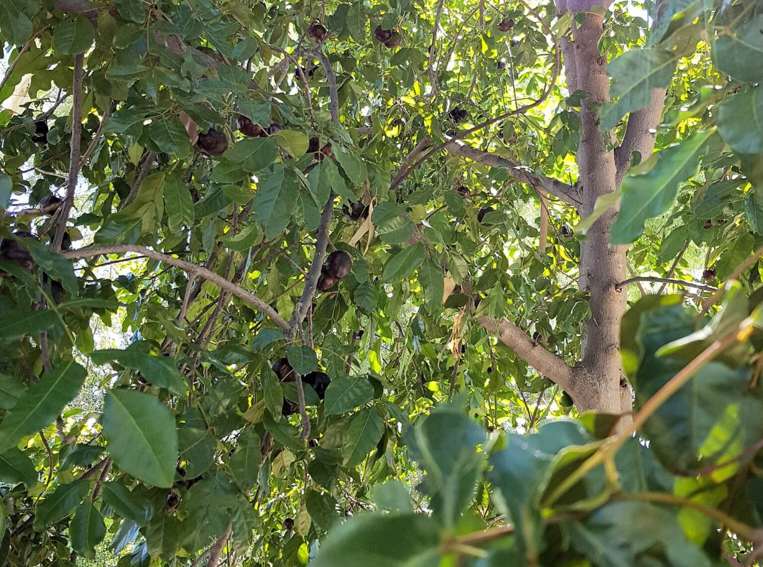 Burdekin Plum Seeds (Pleiogynium timorense)