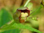 Burgundy Late Figwort Seeds – Deep - Hued Blooms with Long - Lasting Foliage Interest - Dharaseeds