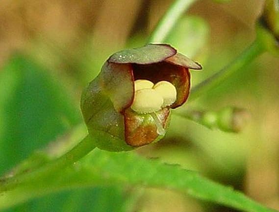 Burgundy Late Figwort Seeds – Deep - Hued Blooms with Long - Lasting Foliage Interest - Dharaseeds