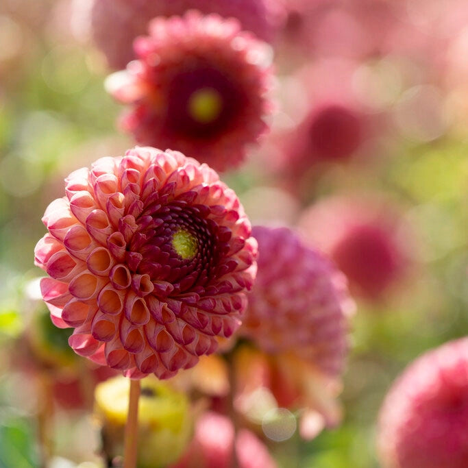 Dahlia (Dahlia scientific name) for planting in garden