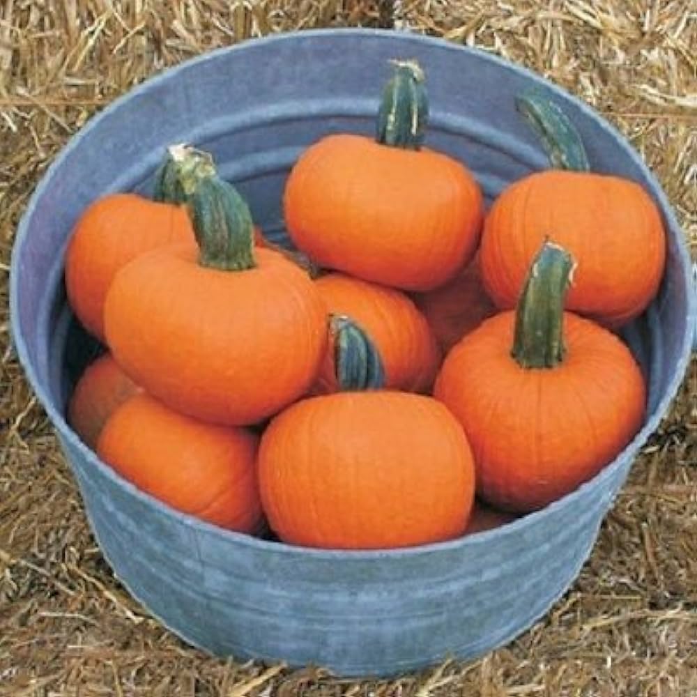 Burlone F1 Pumpkin seeds – hybrid variety for carving and baking - Dharaseeds
