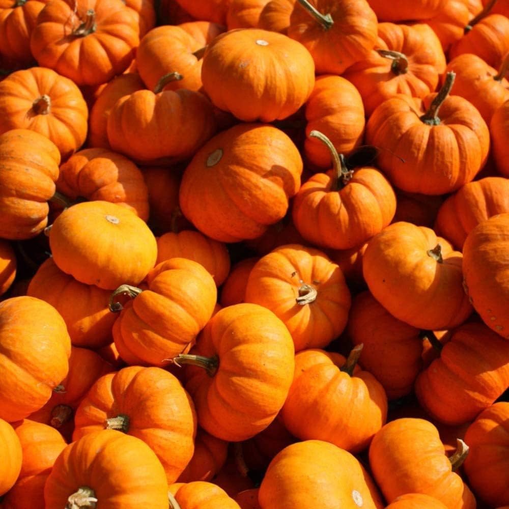 Burlone F1 Pumpkin seeds – hybrid variety for carving and baking - Dharaseeds