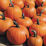 Burlone F1 Pumpkin seeds – hybrid variety for carving and baking - Dharaseeds