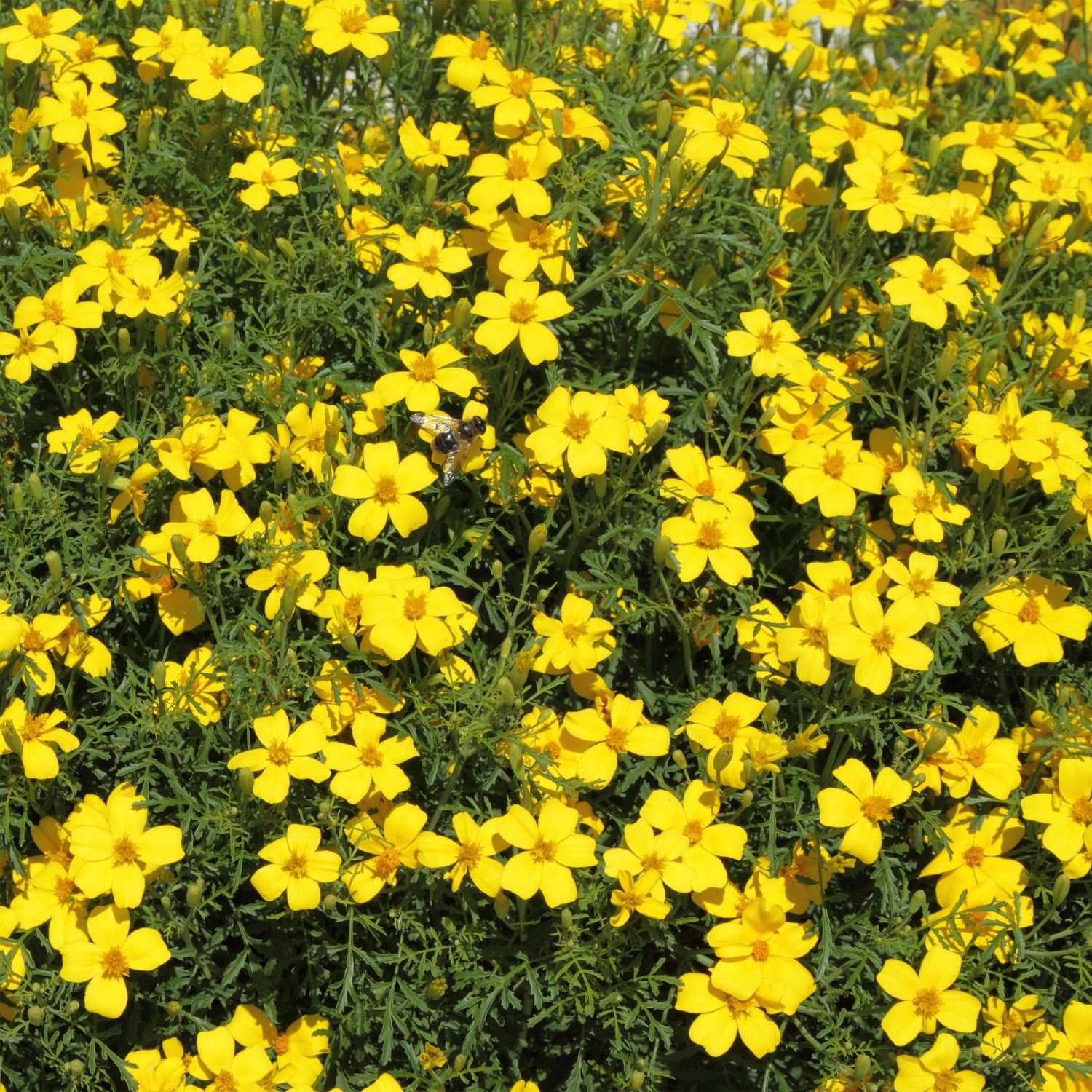 Bur Marigold Yellow Wildflower Plant Seeds