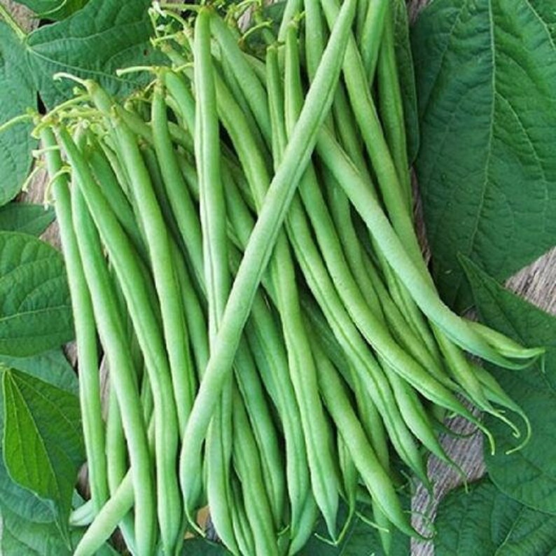 Bean Seeds (Bush) - Burpee Stringless