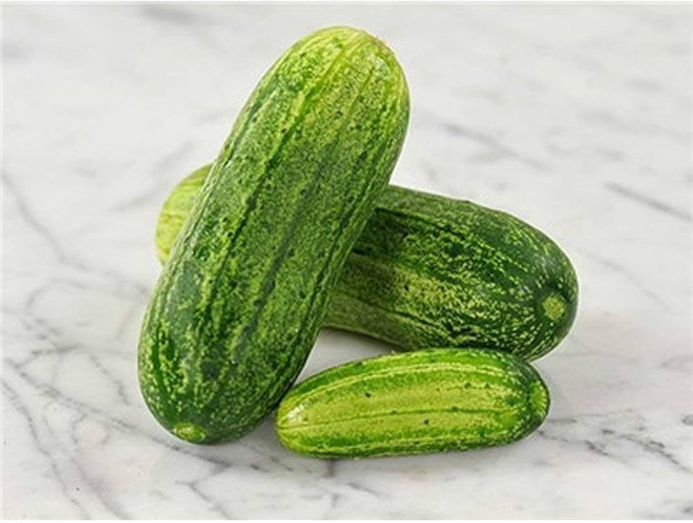 Burpless cucumber Cucumis sativus vegetable seeds for planting in kitchen garden or balcony grow boxes - Dharaseeds