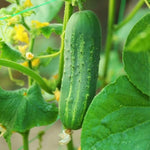 Burpless cucumber Cucumis sativus vegetable seeds for planting in kitchen garden or balcony grow boxes - Dharaseeds