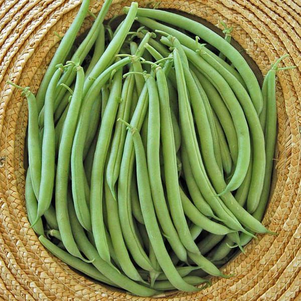 Bean Seeds (Bush) - Provider