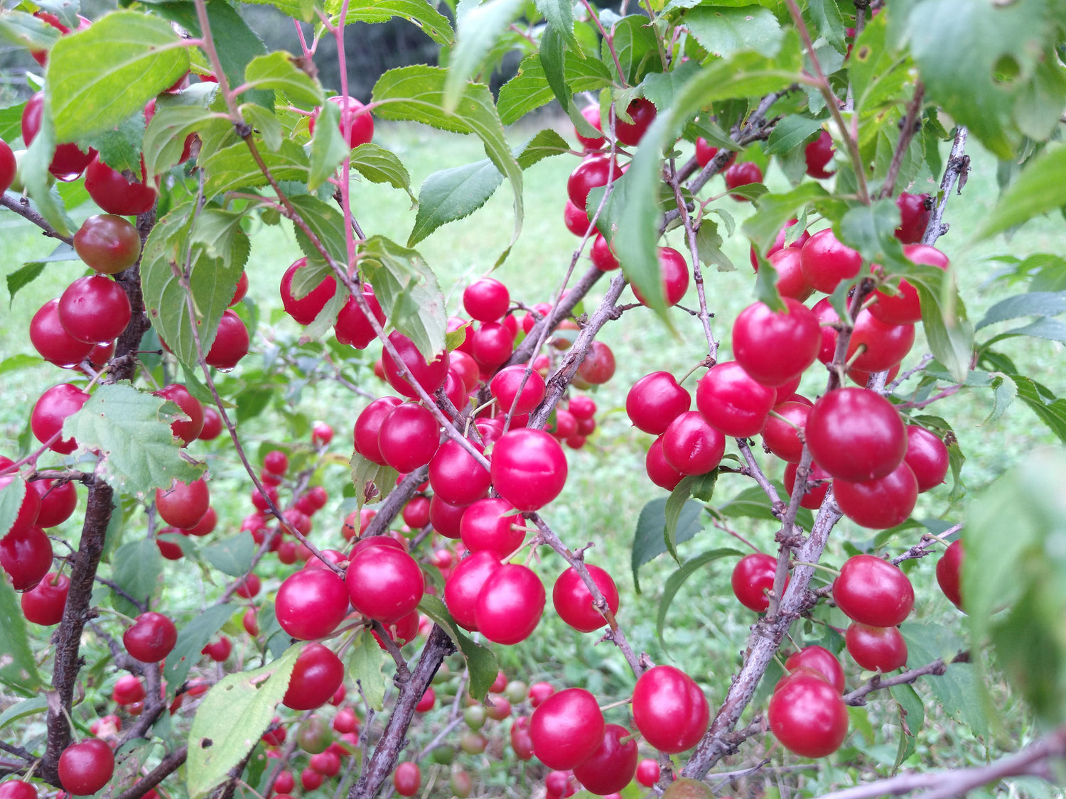 Joel Bush Cherry (Prunus ilicifolia)