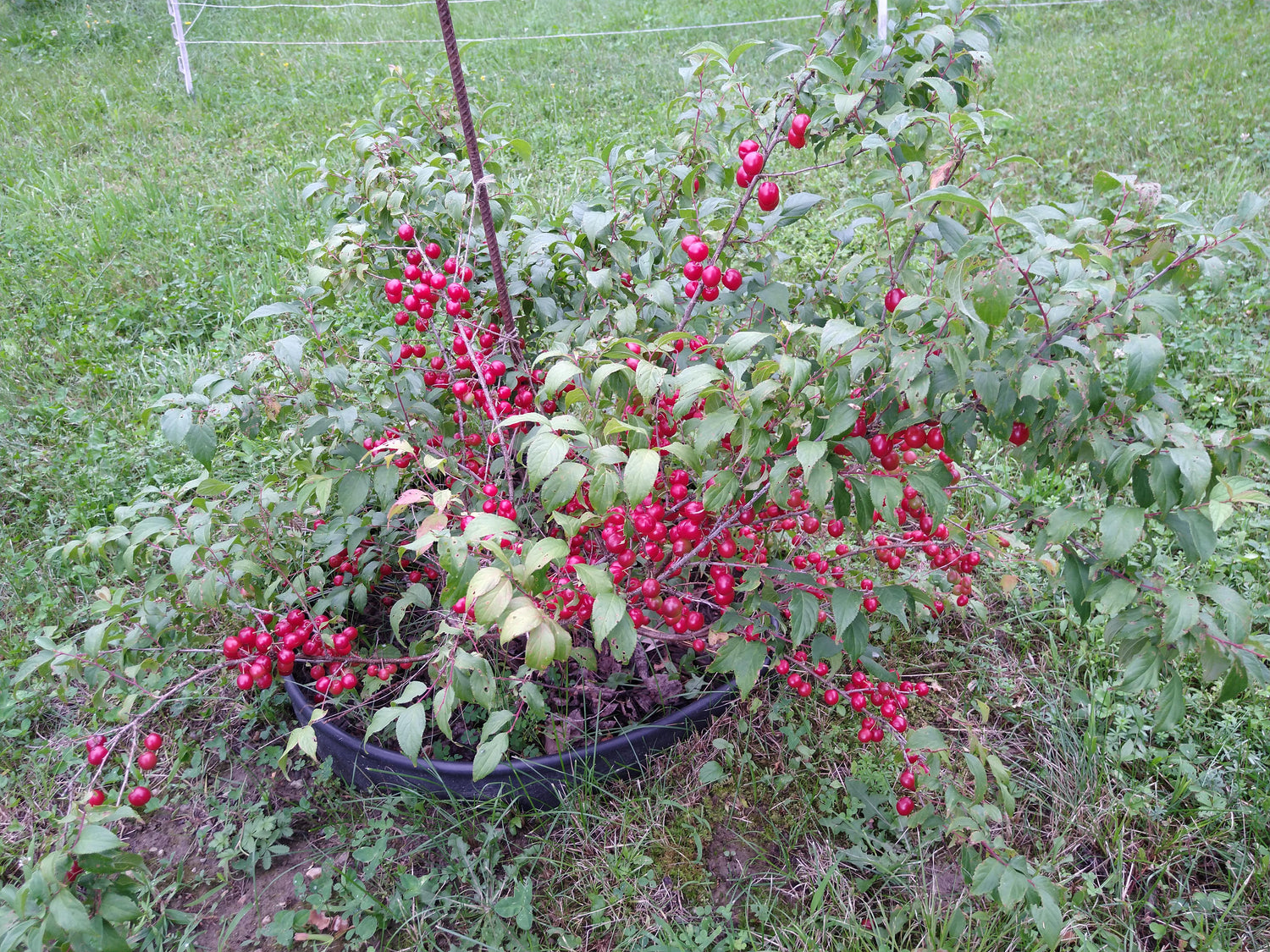 Joel Bush Cherry (Prunus ilicifolia)