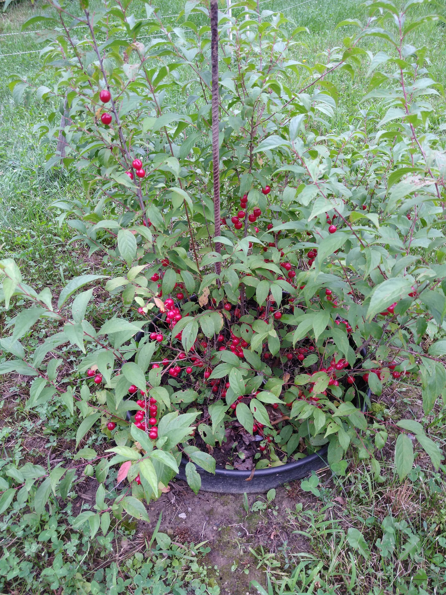 Joel Bush Cherry (Prunus ilicifolia)