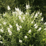 Bush Various Species White Beautiful Flower Seeds for Planting – Ideal for Garden Beds and Seasonal Displays - Dharaseeds