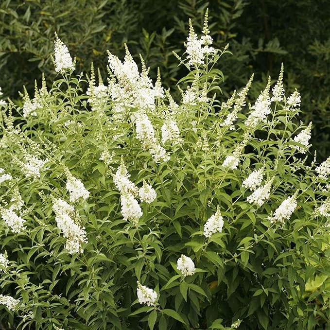 Bush Various Species White Beautiful Flower Seeds for Planting – Ideal for Garden Beds and Seasonal Displays - Dharaseeds