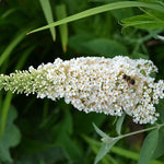 Bush Various Species White Beautiful Flower Seeds for Planting – Ideal for Garden Beds and Seasonal Displays - Dharaseeds