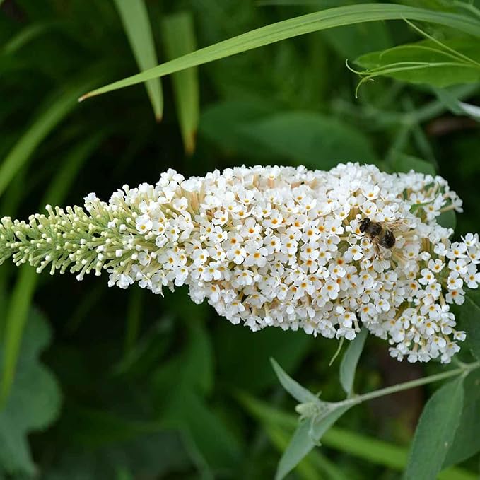 Bush Various Species White Beautiful Flower Seeds for Planting – Ideal for Garden Beds and Seasonal Displays - Dharaseeds
