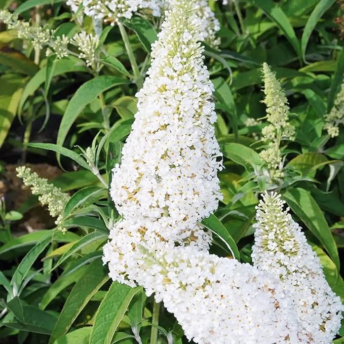 Bush Various Species White Beautiful Flower Seeds for Planting – Ideal for Garden Beds and Seasonal Displays - Dharaseeds