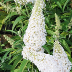 Bush Various Species White Beautiful Flower Seeds for Planting – Ideal for Garden Beds and Seasonal Displays - Dharaseeds