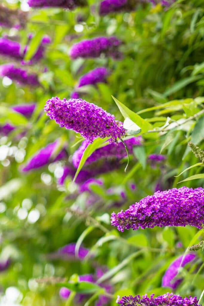 Cream Buddleia Flower Seeds for Planting, 100