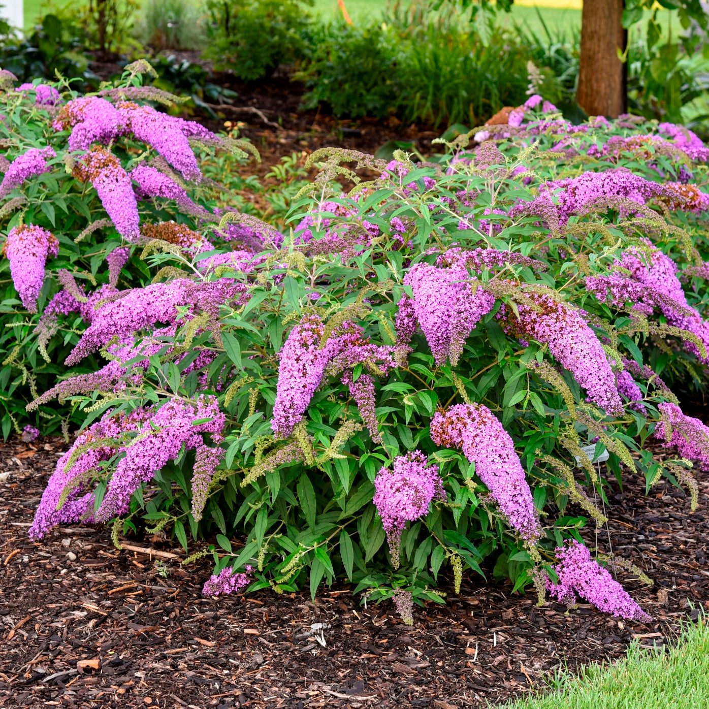 Butterfly Bush Flower Seeds – Non-GMO Flower Seeds for Planting