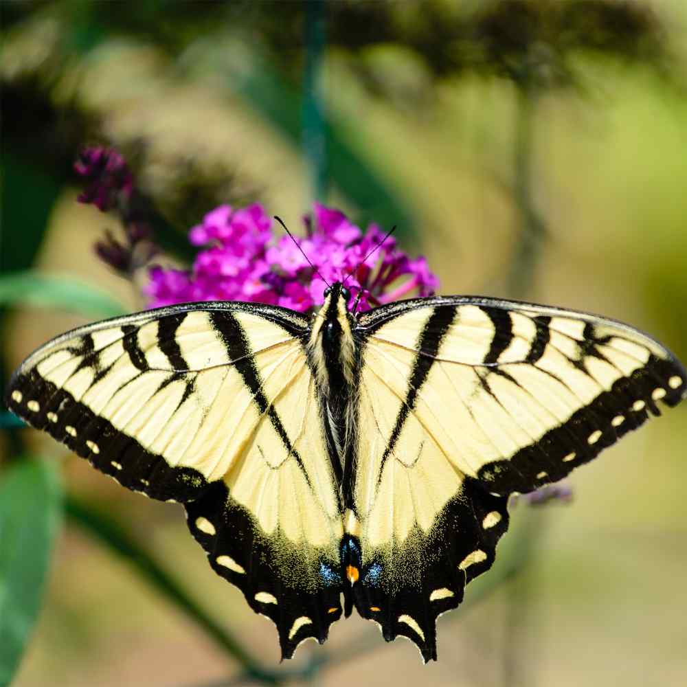 Butterfly Bush Mix Pollinator-Friendly Flower Seeds