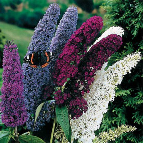 Butterfly Bush Mix Pollinator-Friendly Flower Seeds