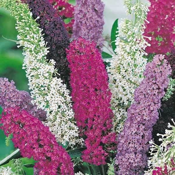 Butterfly Bush Mix Pollinator-Friendly Flower Seeds