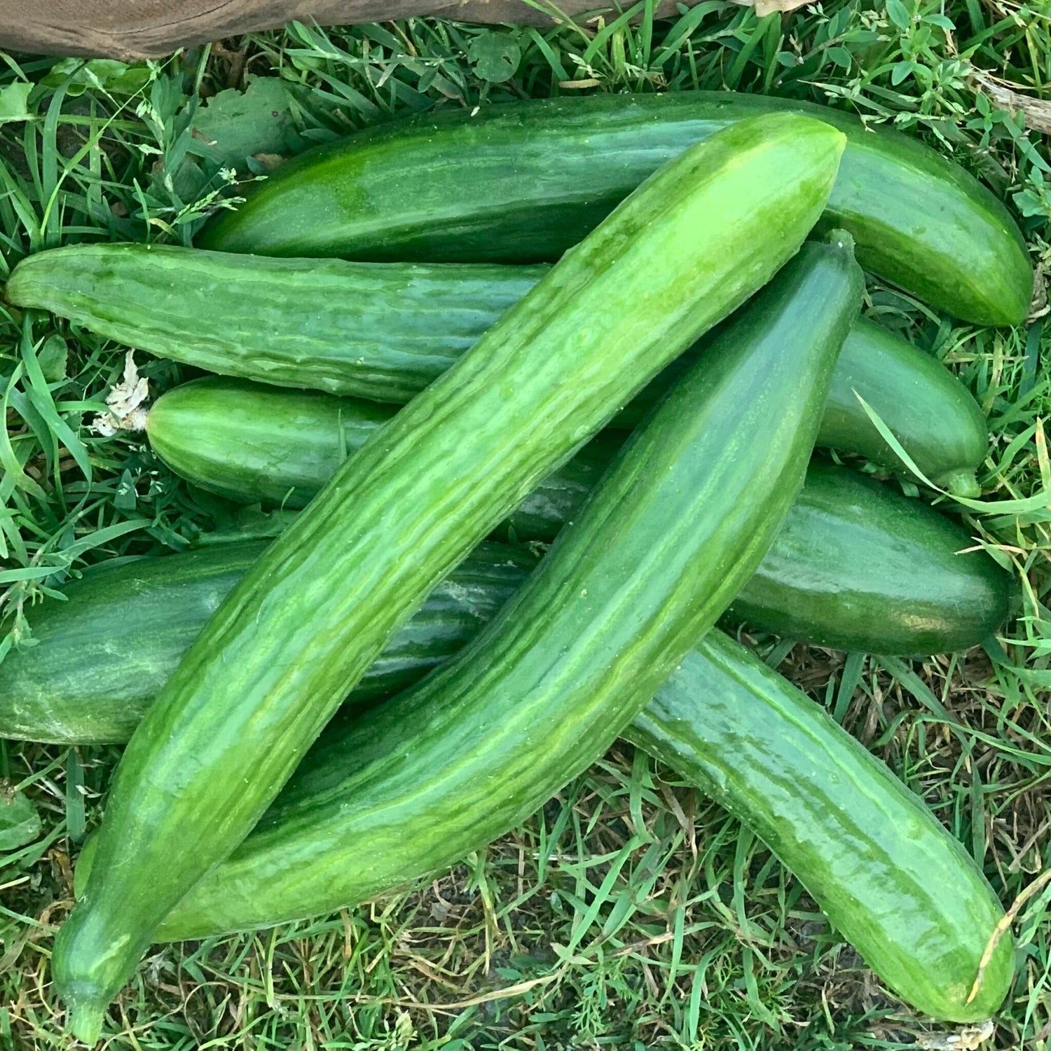 Telegraph Cucumber Seeds for Planting Cucumis sativus for Urban Garden and Vegetable Patch
