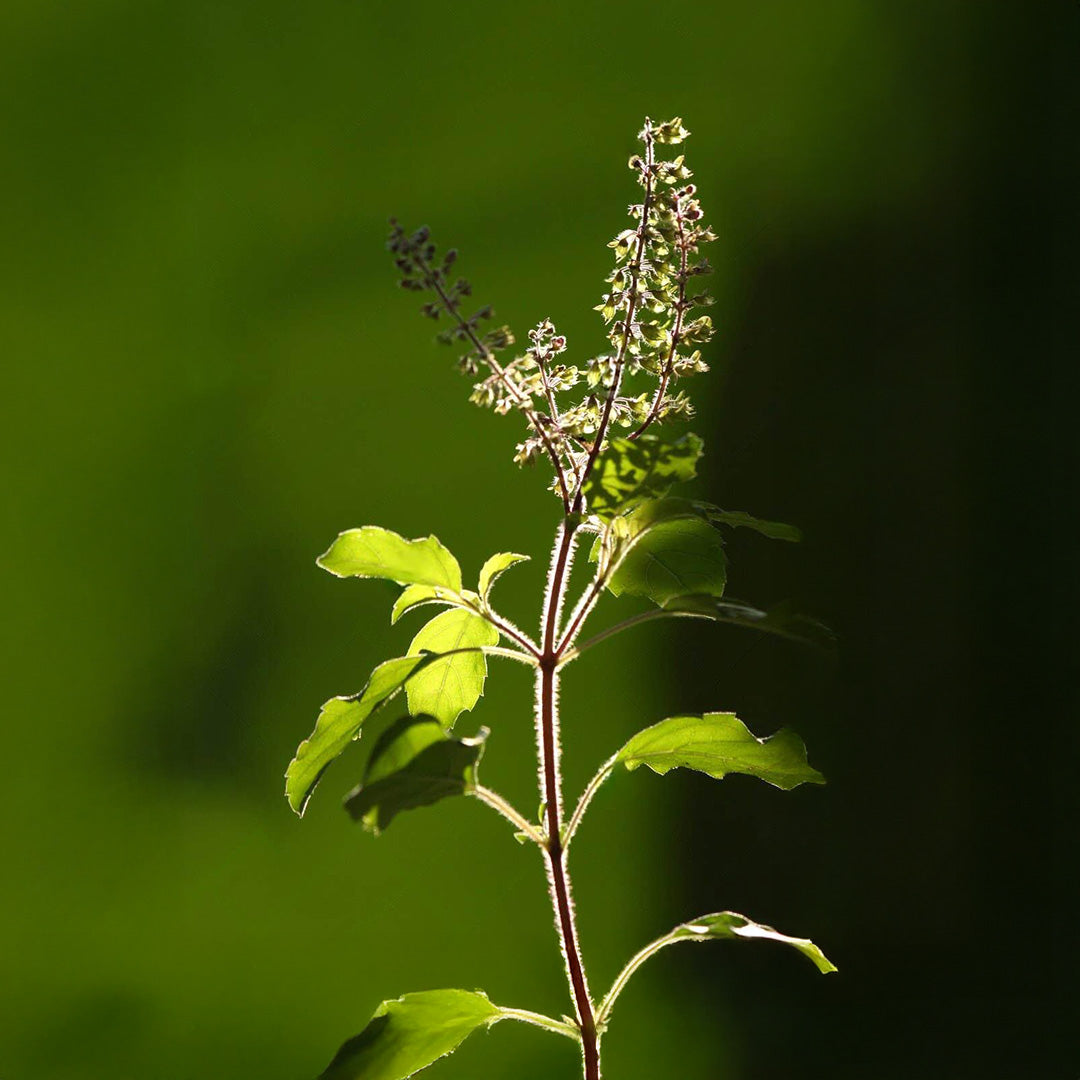 Buy Holy Basil Seeds Online – Ocimum Sanctum Heirloom Herb