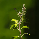 Buy Holy Basil Seeds Online – Ocimum Sanctum Heirloom Herb