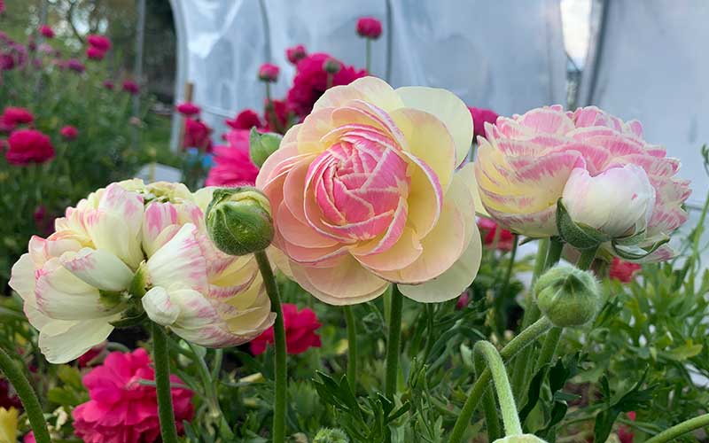 Ranunculus Seeds - Porcelaine