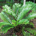 Green Zamia Furfuracea Plant Seeds for Planting - Heirloom and Non-GMO Garden Seeds for planting in home garden