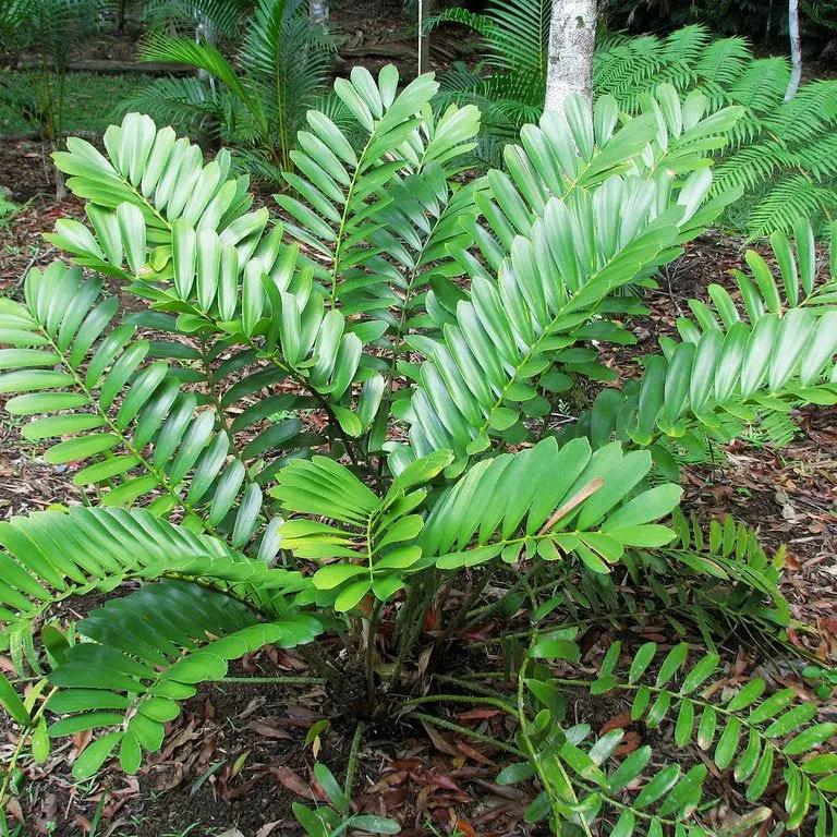 Green Zamia Furfuracea Plant Seeds for Planting - Heirloom and Non-GMO Garden Seeds for planting in home garden