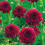 Cosmos Double Click Cranberries Flower Seeds for Planting – Vibrant, Heirloom Garden Blooms - Double for planting in home garden