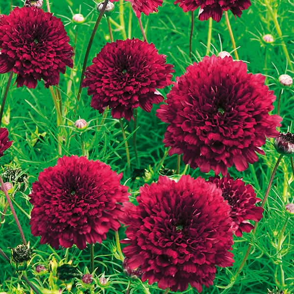 Cosmos Double Click Cranberries Flower Seeds for Planting – Vibrant, Heirloom Garden Blooms - Double for planting in home garden